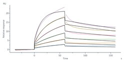 ACROBiosystems Biotinylated Human Siglec-7, His,Avitag (SG7-H82E7) is expressed