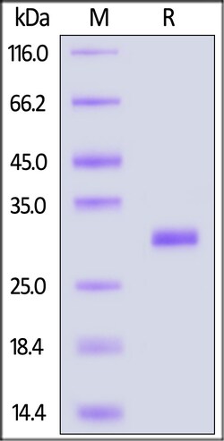 ACROBiosystems Human MMP-7, His Tag (MM7-H5249) is expressed from human