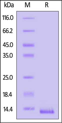 ACROBiosystems Human CCL3, His Tag (CC3-H5249) is expressed from E.coli