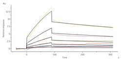 ACROBiosystems Biotinylated Human IL-18 R1, Fc,Avitag (IL1-H82F9) is expressed