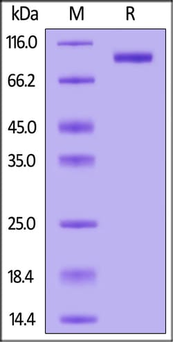 ACROBiosystems Human APLP2, His Tag (AP2-H52H9) is expressed from human