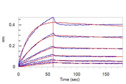 ACROBiosystems Biotinylated Human DDR1, His,Avitag (DD1-H82E9) is expressed