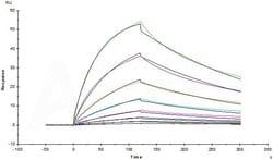 ACROBiosystems Biotinylated Cynomolgus CD3E &Tag Free (CDD-C82W6) is expressed