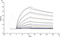 ACROBiosystems Human CD3 epsilon, Mouse IgG2a Fc Tag (CDN-H5253) is expressed