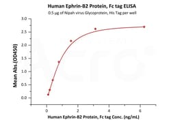 ACROBiosystems Human Ephrin-B2 / EFNB2 Protein, Fc tag (EPN-H5259) is expressed