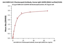 ACROBiosystems Anti-SARS-CoV-2 Nucleocapsid Antibody, Human IgG1 is isolated