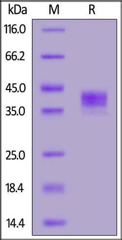 ACROBiosystems Mouse Siglec-3, His Tag (CD3-M52H4) is expressed from human