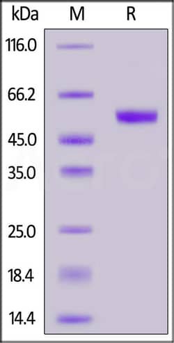 ACROBiosystems Human CLEC4C, Fc Tag (CLC-H5254) is expressed from human