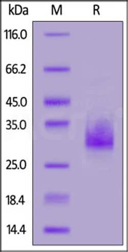 ACROBiosystems FITC-Labeled Human BCMA, His Tag (BCA-HF2H3) is produced