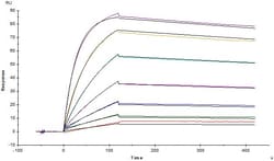 ACROBiosystems Monoclonal Anti-FMC63 scFv Antibody, Mouse IgG1 is produced
