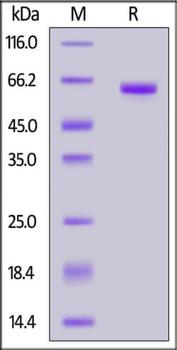 ACROBiosystems Human CD72, Mouse IgG2a Fc Tag (CD2-H5255) is expressed