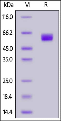 ACROBiosystems FITC-Labeled Human CD98, His Tag (CD8-HF248) is expressed