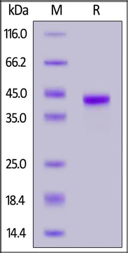 ACROBiosystems Human CCL1, Fc Tag (CC1-H5254) is expressed from human 293