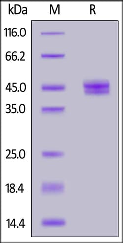 ACROBiosystems Human CCL2, Fc Tag (CC2-H5255) is expressed from human 293