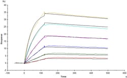 ACROBiosystems Human Claudin-18.2 Full Length Protein-VLP (CL2-H52P7) is