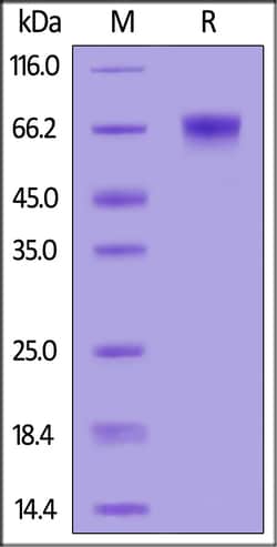 ACROBiosystems Cynomolgus LILRB1, His Tag (CDJ-C52H3) is expressed from