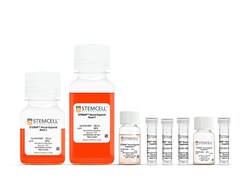 STEMCELL Technologies STEMdiff Choroid Plexus Organoid Differentiation