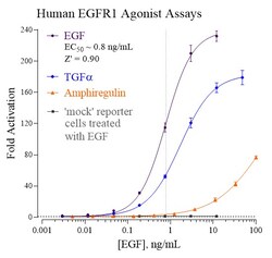 Indigo Biosciences&nbsp;Human Epidermal Growth Factor Receptor 1 (EGFR1) All-inclusive Cell-Based Luciferase Reporter Assay Kit, 384-well assay plate format