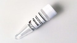 New England Biolabs, Inc. Control LAMP Primer Mix (rActin) - 50 rxns, Quantity: