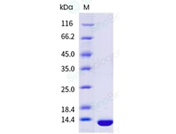 Sino Biological Anti-DICR/CLEC4A Antibody, Mouse Monoclonal, Quantity: