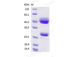 Sino Biological Mouse IL-12 (IL12A & IL12B Heterodimer) Protein (His Tag)