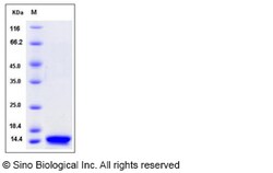Sino Biological Recombinant Human Contactin-1 Protein (His Tag), HPLC-verified,