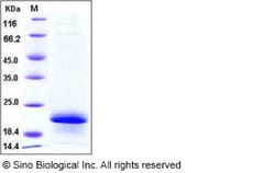 Sino Biological Recombinant Human IL-32 Protein (isoform alpha, His Tag),