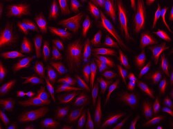 Aat Bioquest iFluor 546 goat anti-rabbit IgG HL (200 ug), Quantity: Each