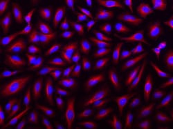 Aat Bioquest Texas Red-streptavidin conjugate (1 mg), Quantity: Each of