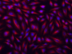 Aat Bioquest Cy5-streptavidin conjugate (1 mg), Quantity: Each of 1