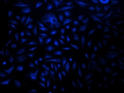 Aat Bioquest iFluor 350-streptavidin conjugate (1 mg), Quantity: Each of
