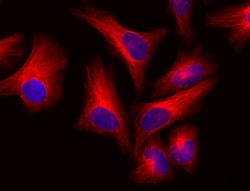 Aat Bioquest FluoroQuest Mounting Medium with DAPI (50 mL)