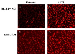 Aat Bioquest Rhod-4 AM (1 mg), Quantity: Each of 1