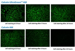Aat Bioquest Calcein UltraGreen AM (10x50 ug), Quantity: Each of 1