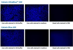 Aat Bioquest&nbsp;Calcein UltraBlue AM (10x50 ug)
