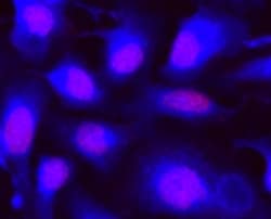 Aat Bioquest&nbsp;CytoCalcein Violet 450 Excited at 405 nm (1 mg)