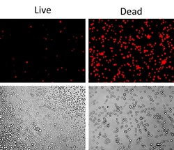 Aat Bioquest Live or Dead Fixable Dead Cell Staining Kit Red Fluorescence