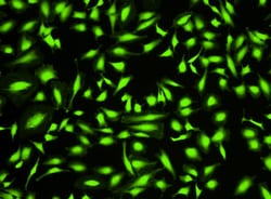 Aat Bioquest Cell Explorer Fixable Live Cell Tracking Kit Green Fluorescence (200 Tests)