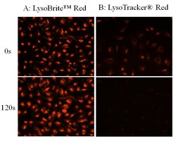 Aat Bioquest LysoBrite Red (500 Tests), Quantity: Each of 1
