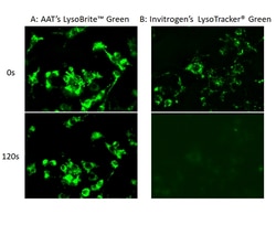 Aat Bioquest&nbsp;Cell Navigator Lysosome Staining Kit Green Fluorescence (500 Tests)