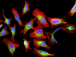 Aat Bioquest&nbsp;Cell Navigator F-Actin Labeling Kit Red Fluorescence (500 Tests)