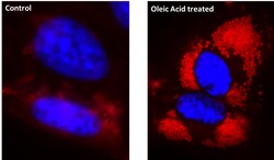 Aat Bioquest&nbsp;Cell Navigator Fluorimetric Lipid Droplet Assay Kit Red Fluorescence (200 Tests)