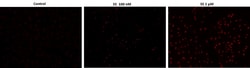 Aat Bioquest Cell Meter Live Cell TUNEL Apoptosis Assay Kit Red Fluorescence