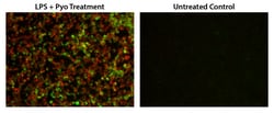 Aat Bioquest Cell Meter Fluorimetric Intracellular Total ROS Activity Assay