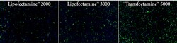 Aat Bioquest Transfectamine 5000 Transfection Reagent (5 mL), Quantity: