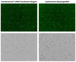 Aat Bioquest Transfectamine mRNA Transfection Reagent (500 ul), Quantity: