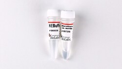New England Biolabs, Inc. WarmStart Nt.BstNBI-1000 u, Quantity: Each of