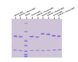 ACROBiosystems&nbsp;The enzyme hydrolyzes the β-1,4 linkage between the core GlcNAc residues in the Fc-glycan, leaving the innermost GlcNAc intact on the Fc. It is derived from Streptococcus pyogenes and expressed in E. coli. The enzyme contains a His-tag and