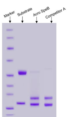 ACROBiosystems&nbsp;SpeB  is a unique recombinantly produced cysteine protease that digests antibodies from many species and subclasses in the hinge region, producing a homogenous pool of Fab fragments. The enzyme requires reducing conditions for activity on I