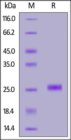 ACROBiosystems Human KRAS (G12S), His Tag (KRS-H51H3) is expressed from